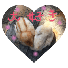 Saya_20190505183543