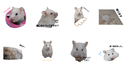 Line Creators Stickers It Is Potemayo Of Long Haired Hamster
