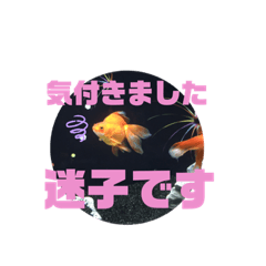 A Goldfish in daily life