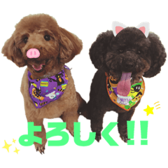dog_201904241558