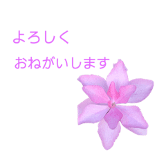 敬語で可愛いお花 Line スタンプ Line Store