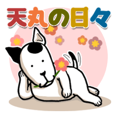 Bull terrier dog "Tenmaru"