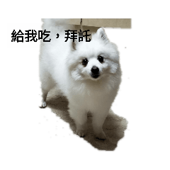 豬仔一家
