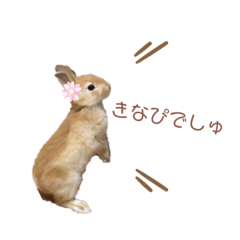 kinako_20190506174829