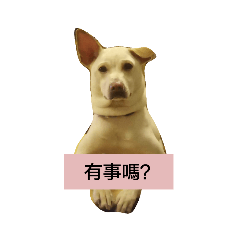 我家的笨狗