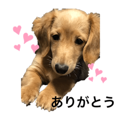 Miniature Dachshund Lion1106