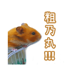 焦糖布丁的生活-好動布丁篇