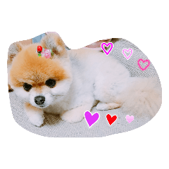 Pomeranian Kotarou