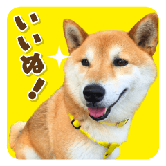 DON the Shiba inu