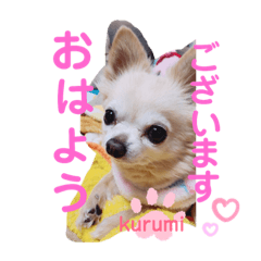 kurumi_chihuahua