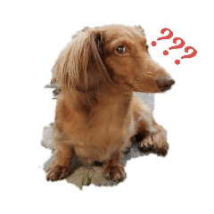 Aira the Dachshund 2