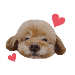 Stamp of toy poodle sparrow