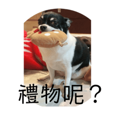 最可愛的鄭家寶cobe
