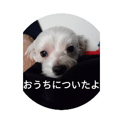 dog_20190507180954