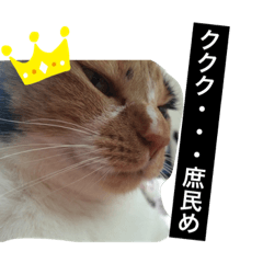 My pet SORA