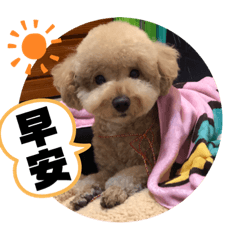 奶茶貴賓狗生活