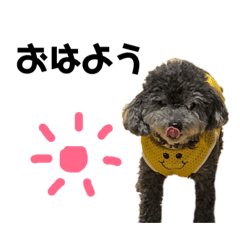 Greeting sticker of a black poodle