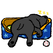 Labrador Retriever Puppy......maybe 2