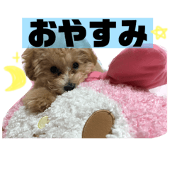 dog_20190507230245
