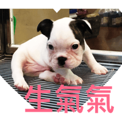 可愛動物樂園