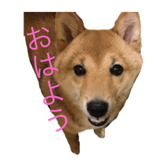 tenkunstampi2