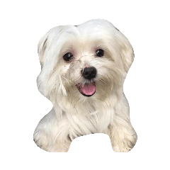 狗狗饅頭