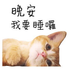 CAT Latte_Chen_maggie_2019 2