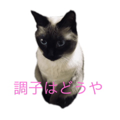 dai_20190508204622