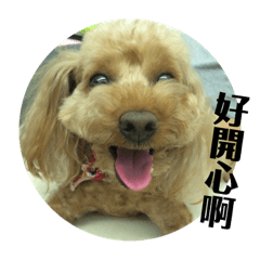 我是一隻可愛的貴賓狗哈比估估^_^