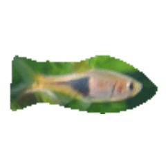 tropical fish sea ocean picture