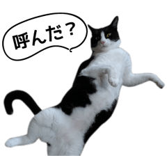 Sticky stamp of Gorogoro cat "Qoo"
