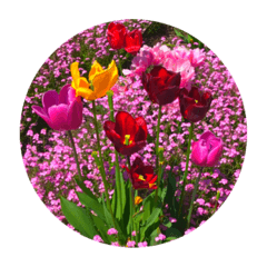 TULIPS STICKERS 1.