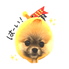 i'm a pomeranian, charotan!