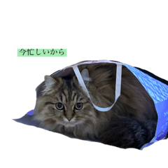 zousan's cat!