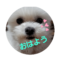 Hello Rin rin