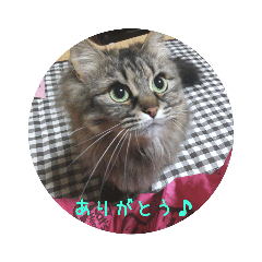 nyanko_20190509213728