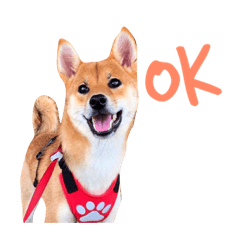 柴犬飯糰