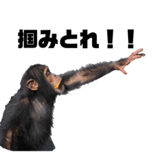 猿、さる、サル！part2