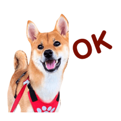 飯糰是隻柴犬