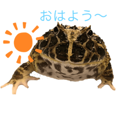 -OMOCHI-