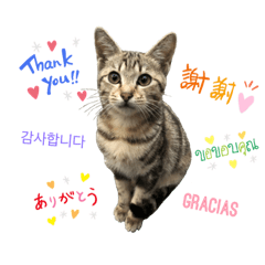喵咪cats.....