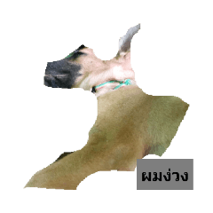 dog_20190512132714