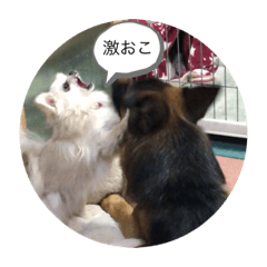 Daigo & Mill