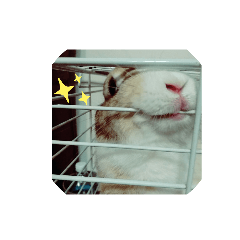饅頭小小小兔