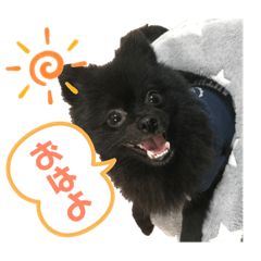 pomeranian _ pan