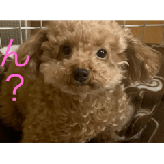 Toy poodle named Cookie