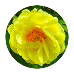 YELLOW (KIIRO) PEONIES STICKERS 1.