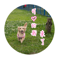 臘腸艾比和好朋友們