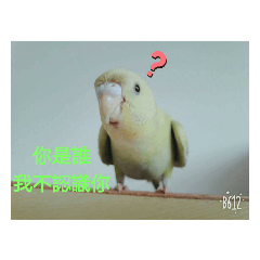 我家鳥兒
第2彈