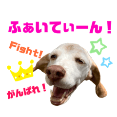 lovely dog beagle Momoka
